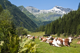 View of happy cows and Geiselberg
